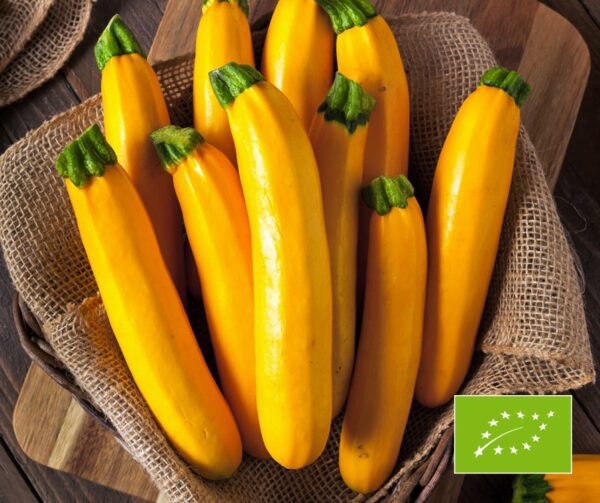 Cucurbita pepo Gold Rush