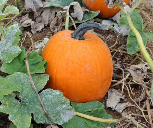 Cucurbita pepo Gold Wizard F1 1