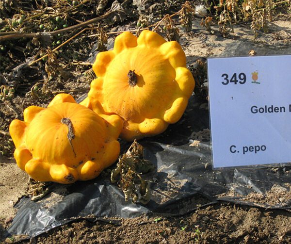 Cucurbita pepo Golden Marbre 1