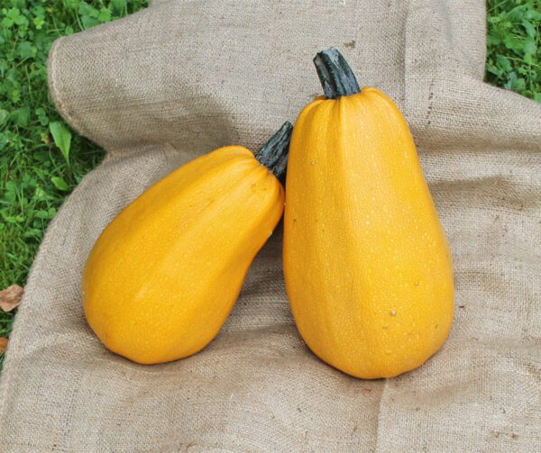 Cucurbita pepo Goldetti F1