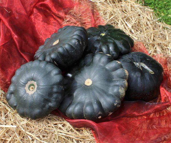 Cucurbita pepo Green Saucer F1