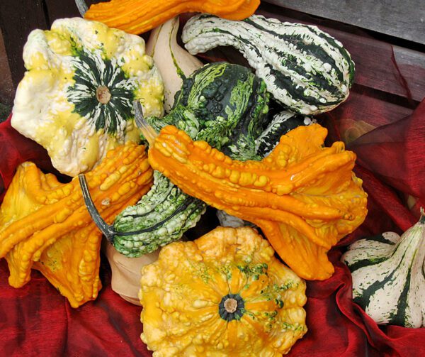 Cucurbita pepo Gremlins