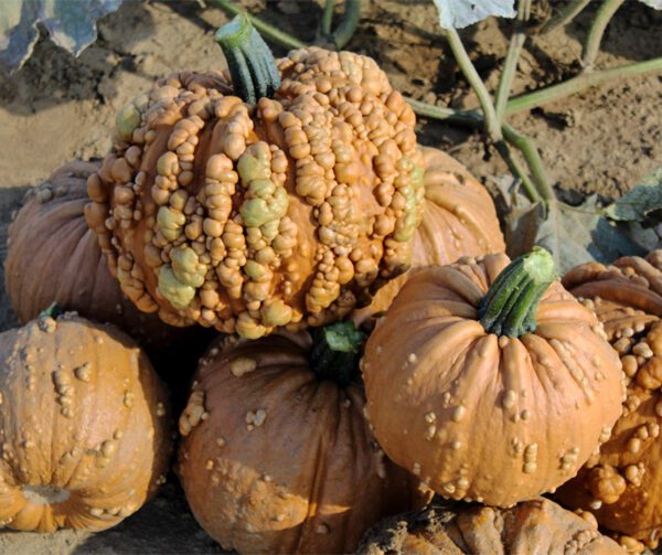 Cucurbita pepo Grizzly Bear F1 PMT 2