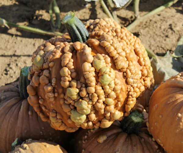 Cucurbita pepo Grizzly Bear F1 PMT