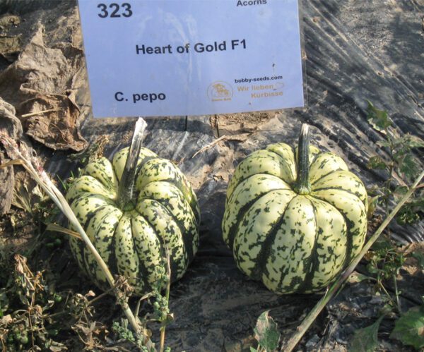 Cucurbita pepo Heart of Gold F1