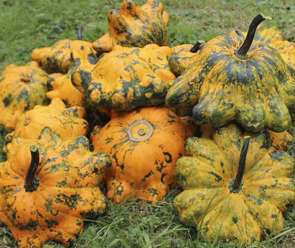 Cucurbita pepo Helios F1 2