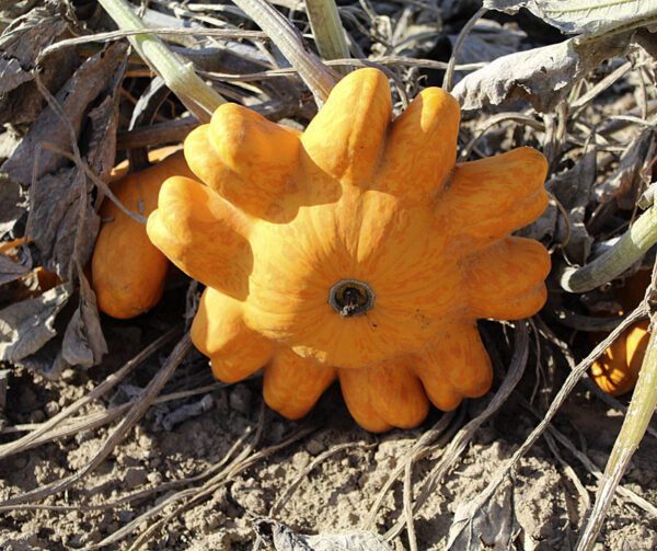 Cucurbita pepo Helios F1 4