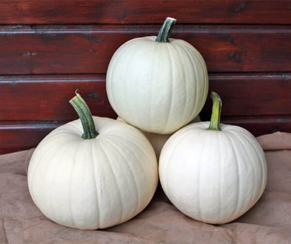 Cucurbita pepo Honey Moon F1 PMT