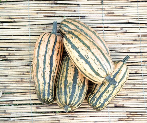 Cucurbita pepo Honeyboat Delicata 1