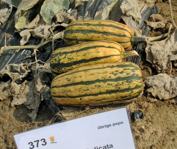 Cucurbita pepo Honeyboat Delicata