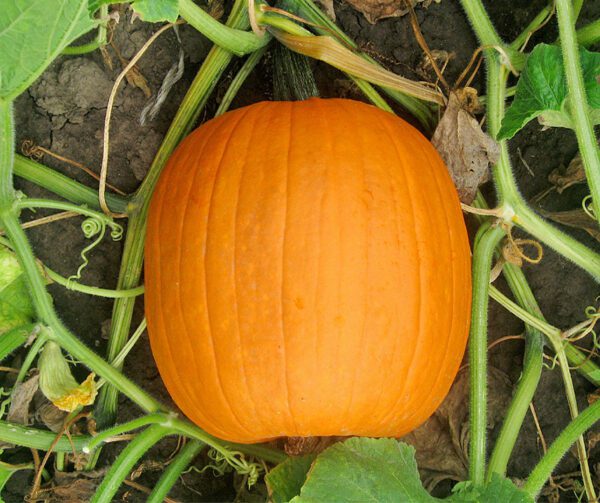 Cucurbita pepo Jack O Lantern 1