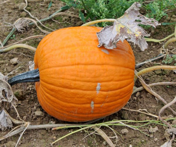 Cucurbita pepo Jack O Lantern 2