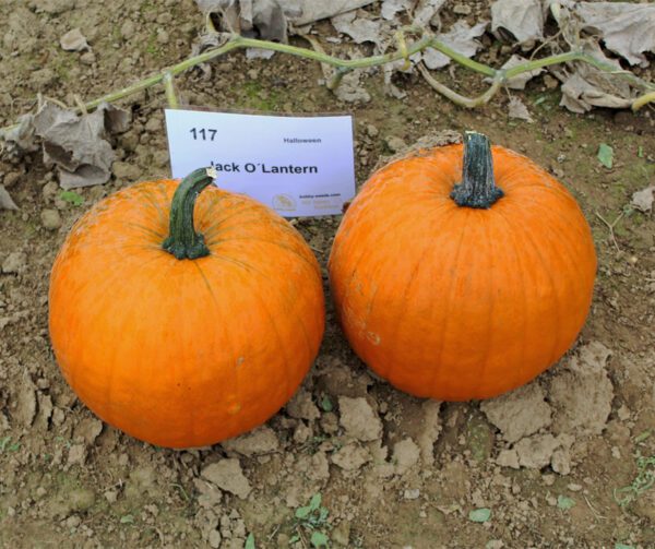 Cucurbita pepo Jack O Lantern 3