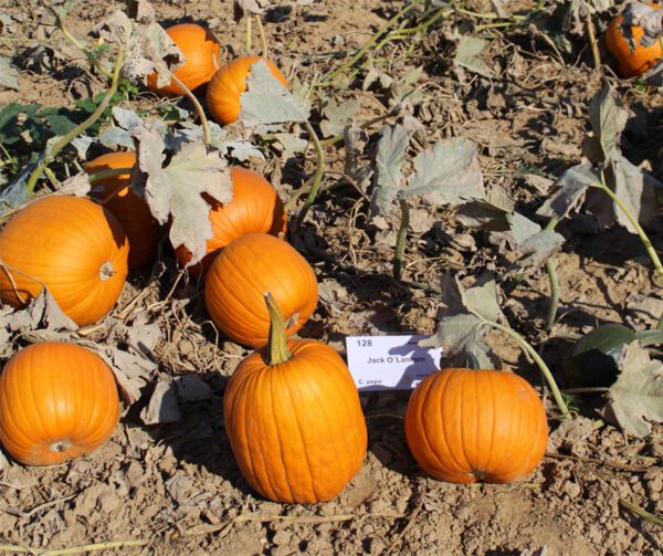 Cucurbita pepo Jack O Lantern