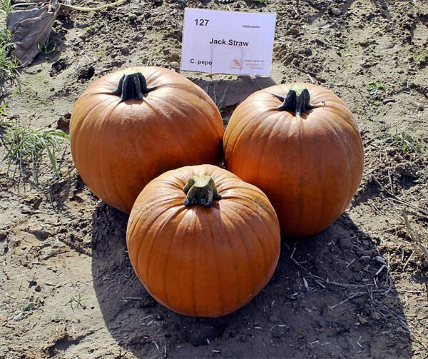 Cucurbita pepo Jack Straw PMT