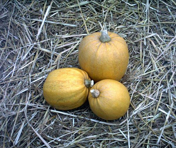 Cucurbita pepo Jaspee de Vendee