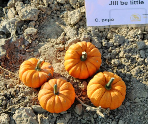 Cucurbita pepo Jill be little 2