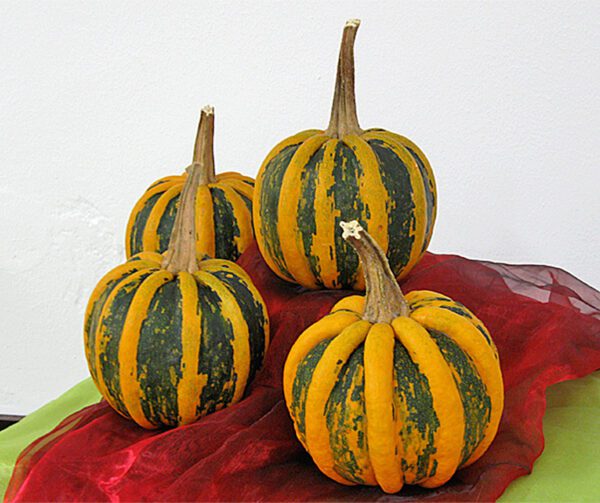 Cucurbita pepo Kamo Kamo 1