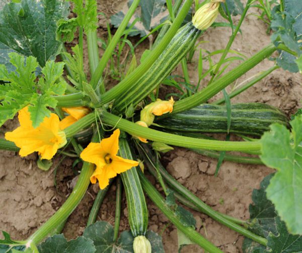 Cucurbita pepo Latino F1 1