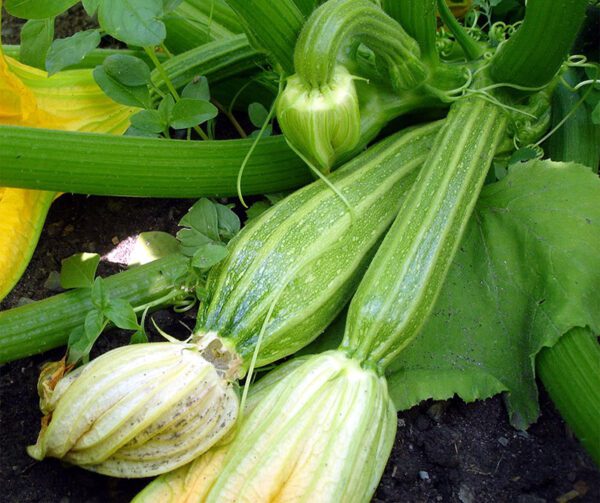 Cucurbita pepo Latino F1 3