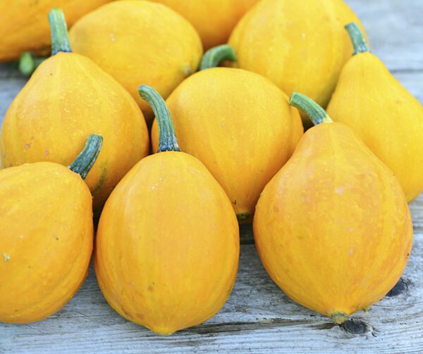 Cucurbita pepo Lemon Squash