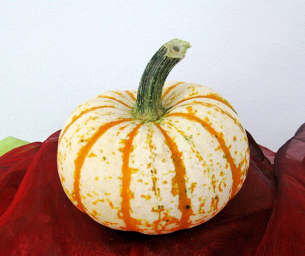 Cucurbita pepo Lil Pumkemon F1 1