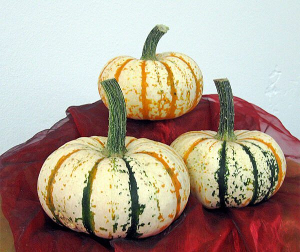 Cucurbita pepo Lil Pumkemon F1 2