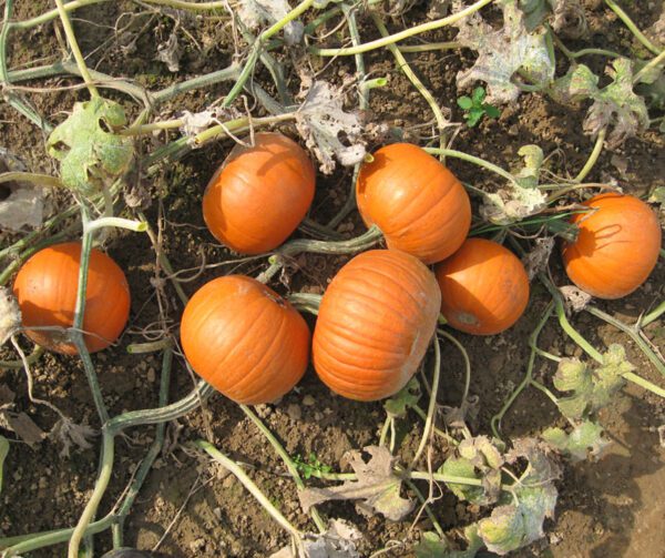 Cucurbita pepo Little Lantern