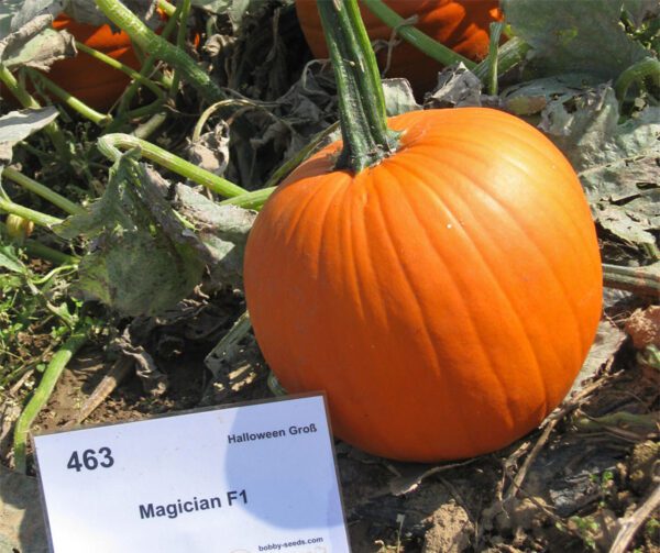 Cucurbita pepo Magician F1 PMT