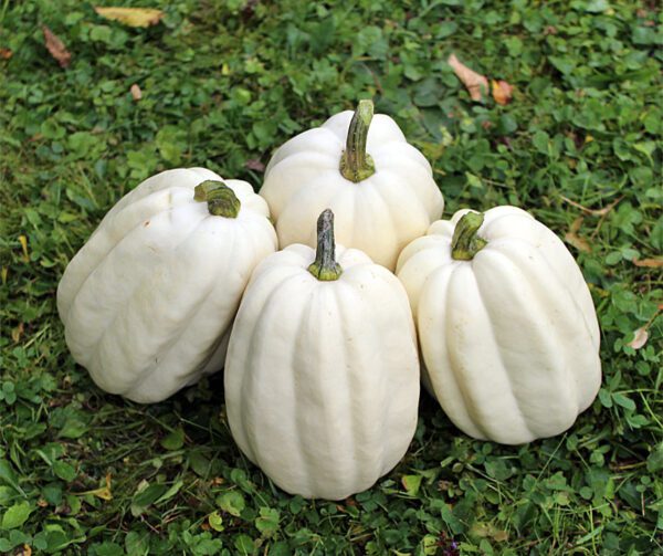 Cucurbita pepo Mashed Potato F1 2