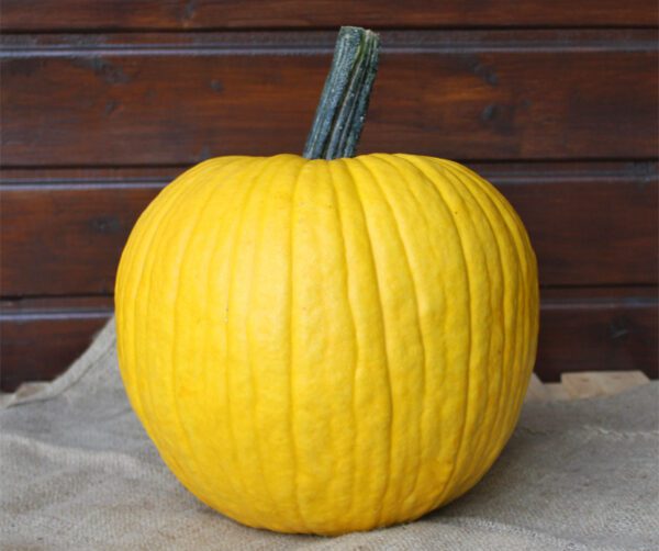 Cucurbita pepo Mellow Yellow F1 PMT 1