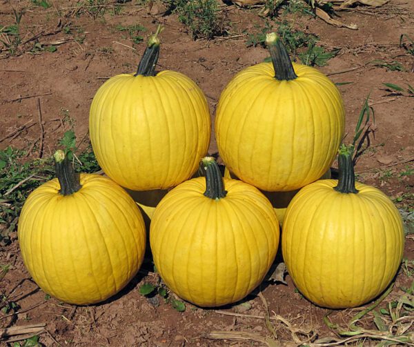 Cucurbita pepo Mellow Yellow F1 PMT