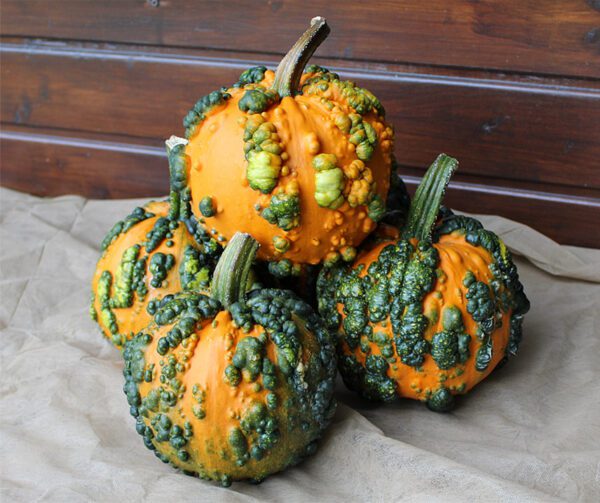 Cucurbita pepo Mini Warts F1 PMT 1