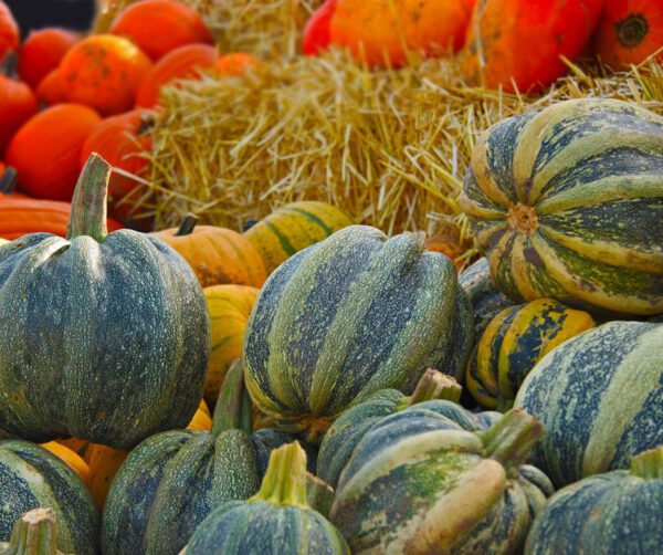 Cucurbita pepo Mongogo de Guatemala 2