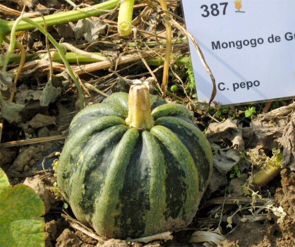 Cucurbita pepo Mongogo de Guatemala