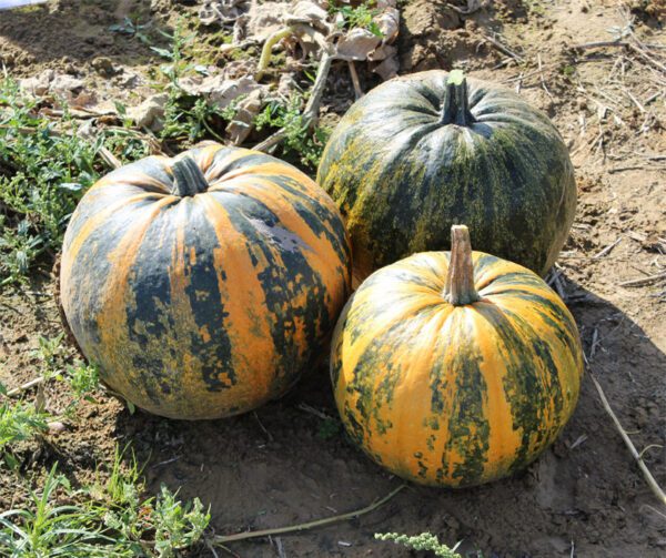 Cucurbita pepo Olkurbis 1