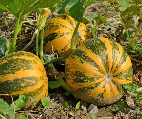 Cucurbita pepo Olkurbis 3