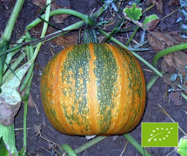 Cucurbita pepo Olkurbis Retzer Gold