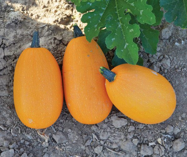 Cucurbita pepo Orangetti F1