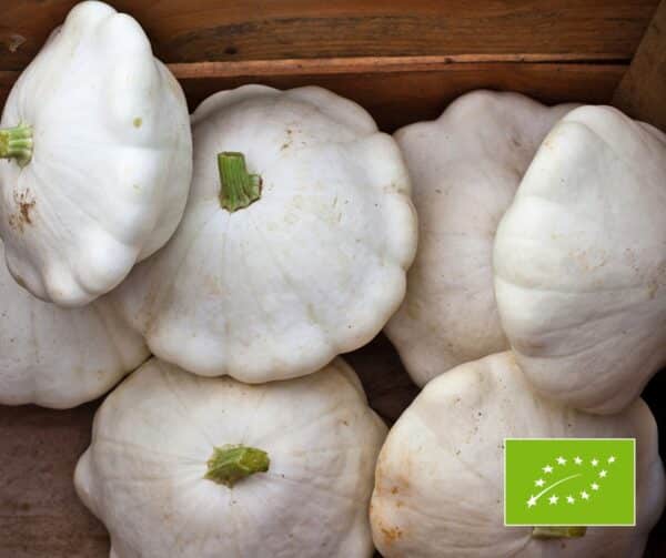 Cucurbita pepo Patisson white