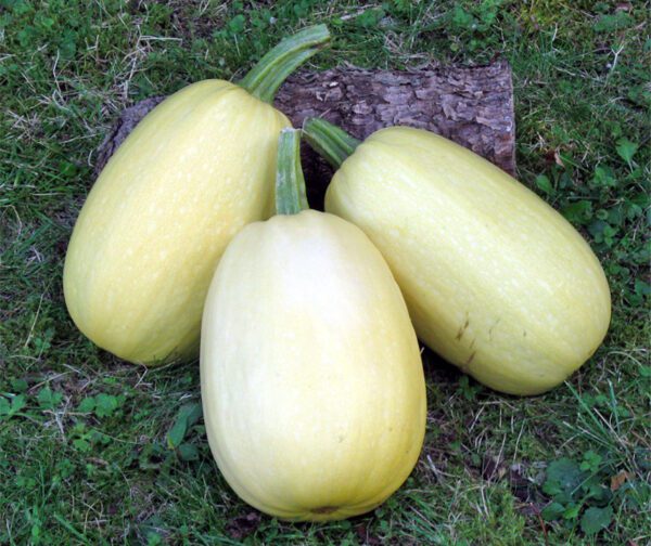 Cucurbita pepo Pinnacle F1 1