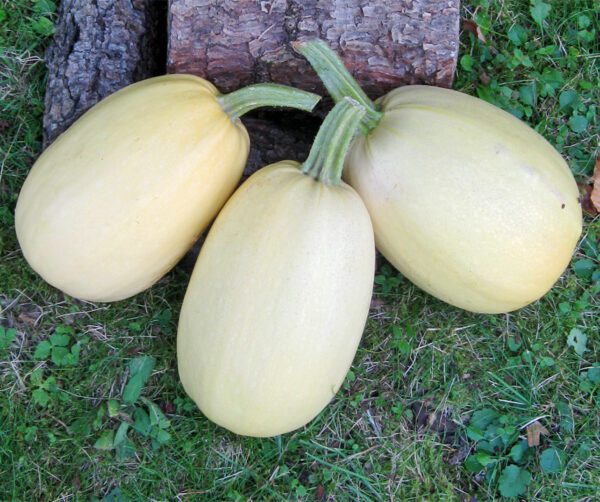 Cucurbita pepo Pinnacle F1