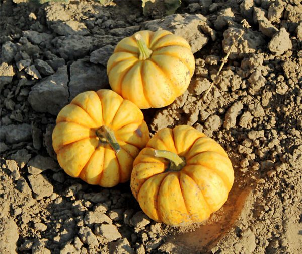 Cucurbita pepo Puccini F1 3