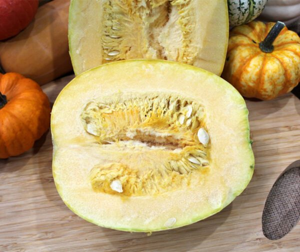 Cucurbita pepo Pyza 1