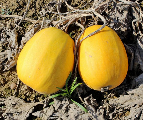 Cucurbita pepo Pyza 2