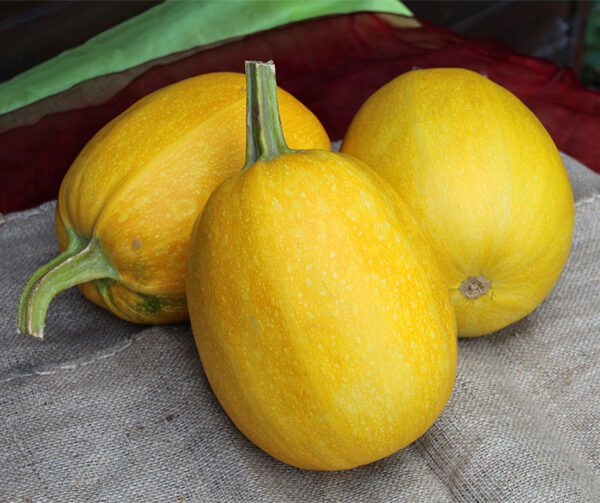 Cucurbita pepo Pyza