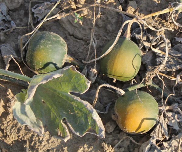 Cucurbita pepo Rondini