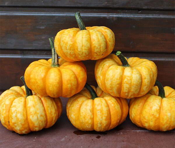 Cucurbita pepo SAM Bicolor PMT 2