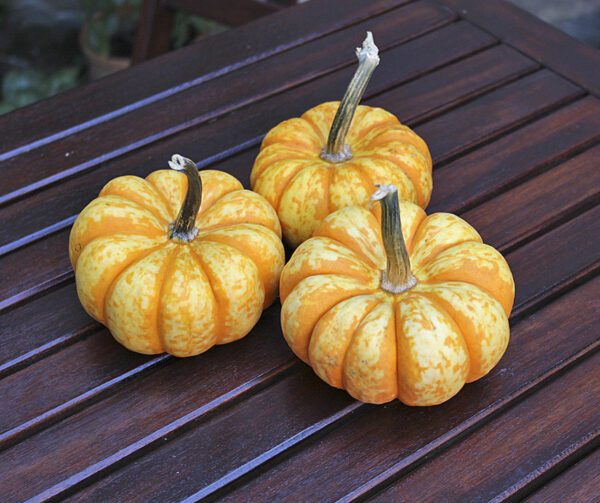 Cucurbita pepo SAM Bicolor PMT 3