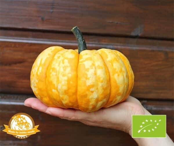 Cucurbita pepo SAM Bicolor PMT 5